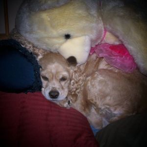 Meet your Posher, Lori